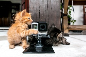 Rio Kittens GoPro